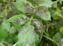 22109late-blight-on-potato-leaf-550